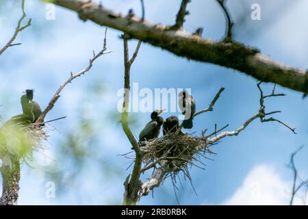 Cormorants (Phalacrocorax carbo)with nests Stock Photo