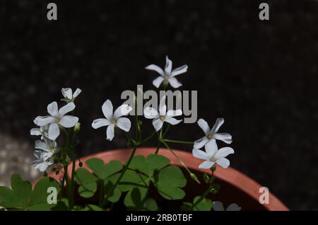 Close-up of Oxalis articulata blooming with white flowers, Sofia, Bulgaria Stock Photo