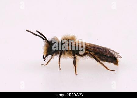 Detailed closeup on a hairy male of the Small Sallow minng bee, Andrena praecox against a white blackground Stock Photo