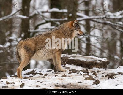 Single Timberwolf (Canis lupus lycaon) in snow, keeping watch, Germany Stock Photo