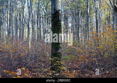 Europe, Germany, Rhineland-Palatinate, Hümmel, forest, forest area, trees, beech forest, beech, Fagus, old tree, solitaire, tree shape, tree trunk, moss, mystical, autumn, atmosphere, nobody, silence, no people Stock Photo