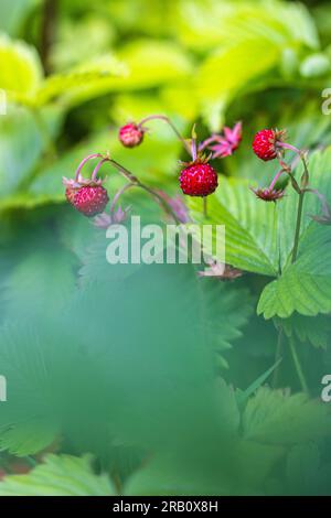 Natural background with big red ripe wild strawberries Stock Photo