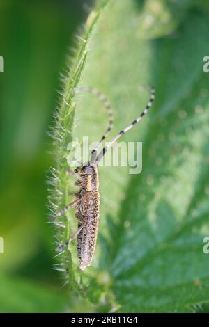 golden-bloomed grey longhorn (Agapanthia villosoviridescens) Stock Photo