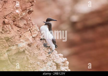 Germany, North Sea, Heligoland, guillemot, Uria aalge, pair, two Stock Photo