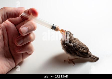 House Sparrow nestling (Passer domesticus) eating from a syringe Stock Photo