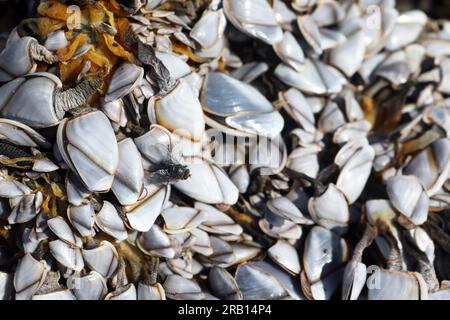 Large fly on top of a cluster Goose Barnacles on a secluded beach in the Inner Hebrides of Scotland Stock Photo