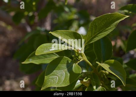 Close-up of a branch with leaves, flowers and buds of Persimmon (diospyros kaki) of the 'brilliant red' variety in spring flowering Stock Photo