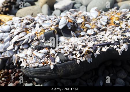 Human waste in the form of a discarded plastic sandal used as a home for Goose Barnacles on a secluded beach in the Inner Hebrides of Scotland Stock Photo