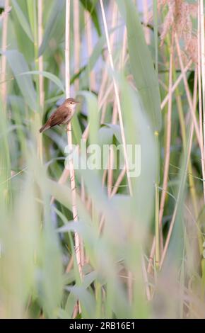 Great Reed Warbler (Acrocephalus arundinaceus) on reeds Stock Photo