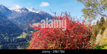 red flowering bush on the sunny side in Ulten Valley, South Tyrol Stock Photo