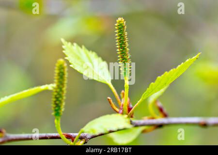 Silver Birch (betula pendula), close up of the female flowers of the tree that appear as the leaves begin to develop in the spring. Stock Photo