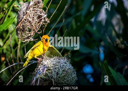 Weaver bird in its nest, nest building, safari near Mombasa, Kenya, Africa Stock Photo