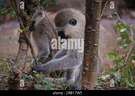 Monkeys taken on safari in Tsavo West National Park, Kenya, Africa Stock Photo