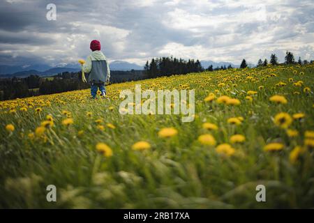 Boy picking flowers on dandelion meadow Stock Photo