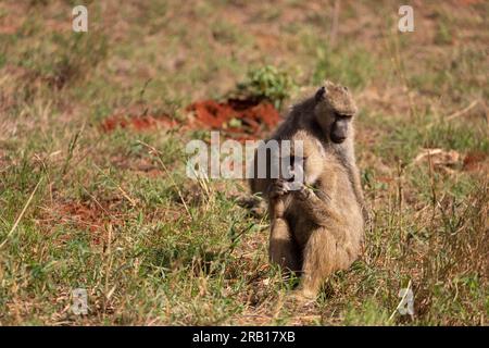 Monkeys taken on safari in Tsavo West National Park, Kenya, Africa Stock Photo