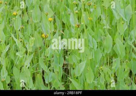 Clasping Coneflower, Rudbeckia amplexicaulis Stock Photo