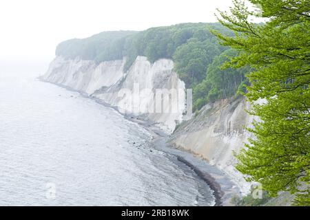 Spring in Jasmund National Park, view from high shore path to chalk coast and beech forest, fog atmosphere, Rügen Island, Germany, Mecklenburg-Vorpommern Stock Photo