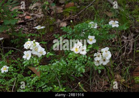 White Prairie Rose, Rosa foliolosa Stock Photo
