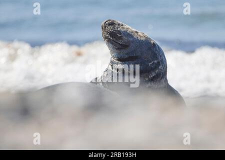 Germany, North Sea, Heligoland, seal, grey seal, Halichoerus grypus Stock Photo