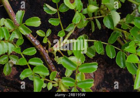 White Prairie Rose, Rosa foliolosa, leaves and stipules Stock Photo