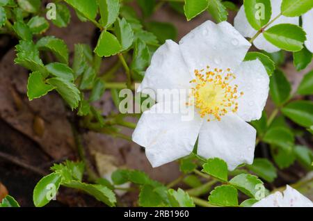 White Prairie Rose, Rosa foliolosa Stock Photo