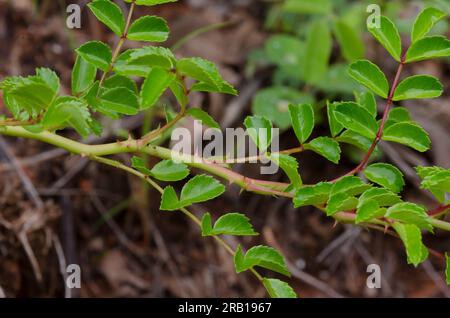 White Prairie Rose, Rosa foliolosa, leaves and stipules Stock Photo