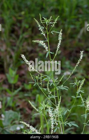 White Sweet Clover, Melilotus albus Stock Photo