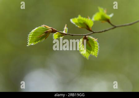 young light green leaves of copper beech in spring, nature park Pfälzerwald, biosphere reserve Pfälzerwald-Nordvogesen, Germany, Rhineland-Palatinate Stock Photo