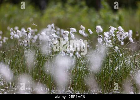 Close ups of cotton grass stand in Tister farm bog Stock Photo
