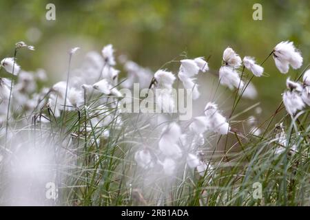 Close ups of cotton grass stand in Tister farm bog Stock Photo