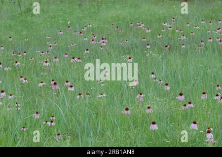 Narrow-leaved Purple Coneflower, Echinacea angustifolia Stock Photo