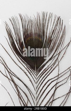 Part of a peacock feather on a white background Stock Photo