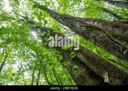 Italy, Veneto, province of Belluno, municipality of Cesiomaggiore, deciduous undergrowth, tree forest in spring, Belluno Dolomites National Park Stock Photo