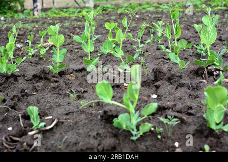 Young pea sprouts sprouted in the open organic soil Stock Photo