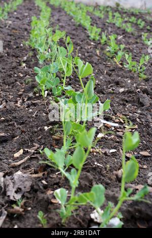 Young pea sprouts sprouted in the open organic soil Stock Photo