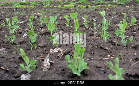 Young pea sprouts sprouted in the open organic soil Stock Photo