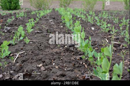 Young pea sprouts sprouted in the open organic soil Stock Photo