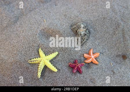 Close-up of a composition of some starfish of various colors on the brown sand of the beach. summer style background Stock Photo