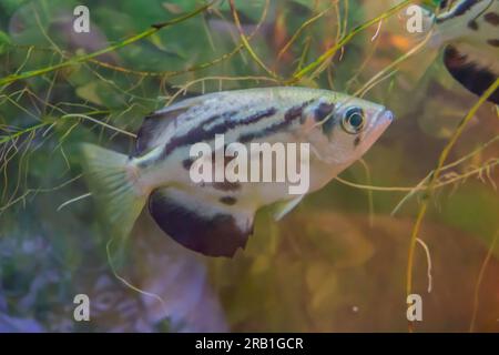 The archerfish spinner fish or archer fish form a monotypic family, Toxotidae, of fish known for their habit of preying on land-based insects and othe Stock Photo
