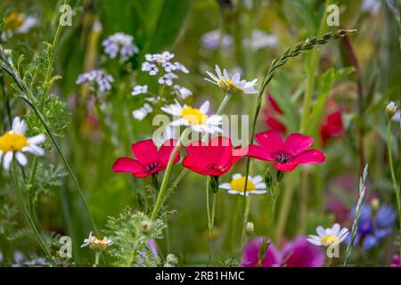 Close up of three bright red wild flowers in colourful wild flower meadow Stock Photo