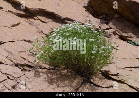 Diamondflowers, Stenaria nigricans Stock Photo