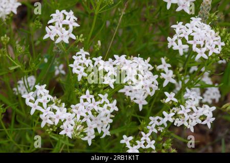 Diamondflowers, Stenaria nigricans Stock Photo