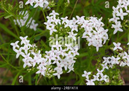 Diamondflowers, Stenaria nigricans Stock Photo