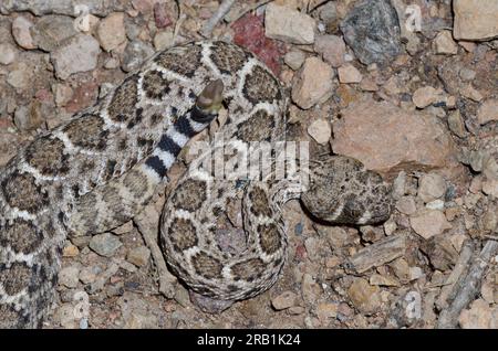 Western Diamondback Rattlesnake, Crotalus atrox Stock Photo