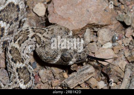 Western Diamondback Rattlesnake, Crotalus atrox, flicking tongue Stock Photo