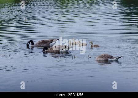 Canada Geese, Branta canadensis, adults with goslings swimming Stock Photo