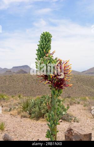 Shin Dagger (Agave lechuguilla Torr.) stalk  in bloom on the Chihuahuan Desert in Big Bend National Park Stock Photo