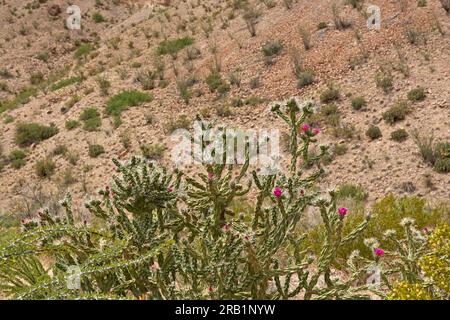 Close-up cane cholla cacti (Cylindropuntia imbricata) in bloom on Chihuahua desert hillside Stock Photo