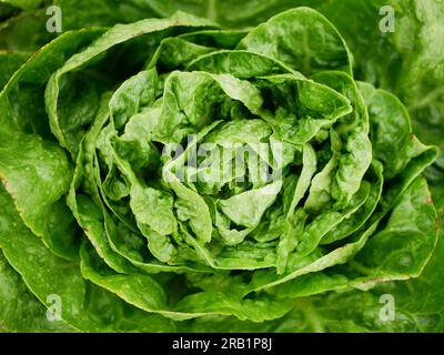 Lettuce green Romaine close-up cos Rossa harvest butterhead food Verona market shop supermarketcrate box red Lactuca sativa bio cut farmer farming and Stock Photo