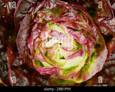 Lettuce red Romaine close-up cos Rossa harvest butterhead food Verona market shop supermarketcrate box red Lactuca sativa bio cut farmer farming and a Stock Photo